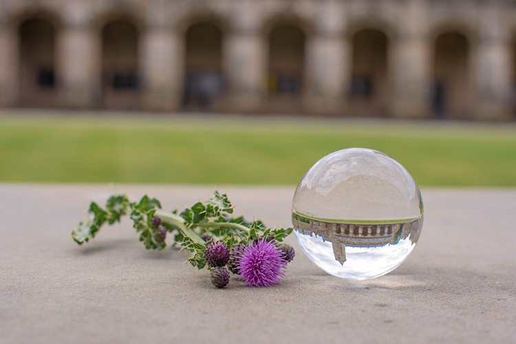 A thistle in St Salvator's quad